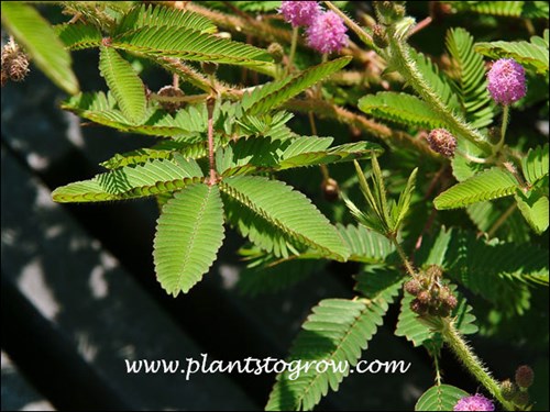 growing outdoors
